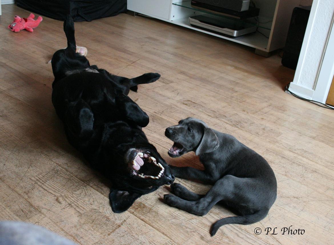 Labrador retriever Cassiopeia - 24) 9 uger billede 25