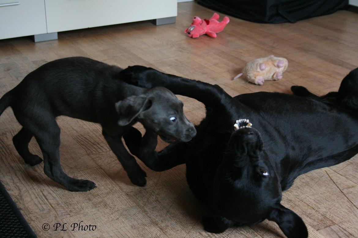 Labrador retriever Cassiopeia - 25) 9 uger billede 26