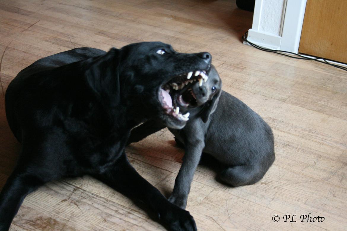 Labrador retriever Cassiopeia - 26) 10 uger billede 27