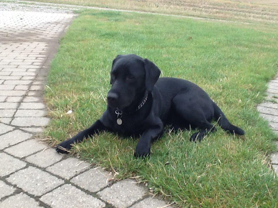Labrador retriever Ricko - Ricko kigger efter kattene :D 2014 billede 10