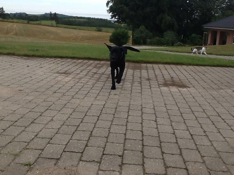 Labrador retriever Ricko - Ricko i fuld firspring! 2014 billede 11