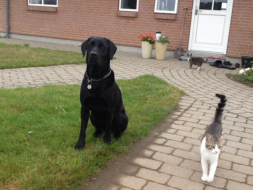 Labrador retriever Ricko - Ricko får øje på nogle spænende mennesker oppe på stien :D 2014 billede 12