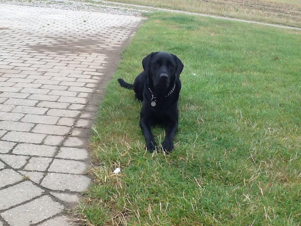 Labrador retriever Ricko - : ) 2014 billede 13