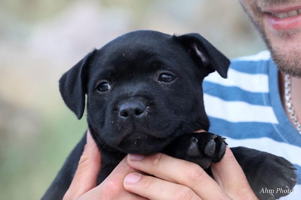 Staffordshire bull terrier Stakstons Lola Montez billede 2