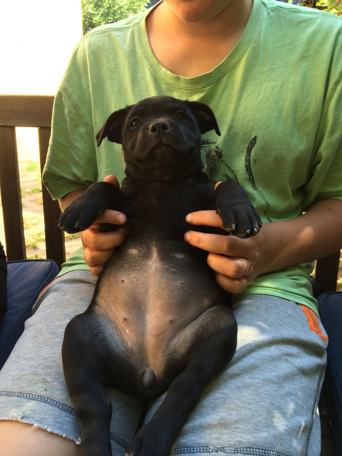 Staffordshire bull terrier Stakstons Lola Montez billede 15