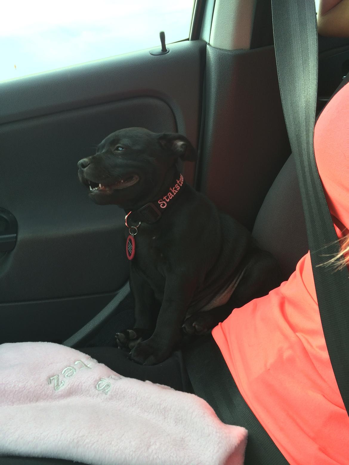 Staffordshire bull terrier Stakstons Lola Montez billede 17