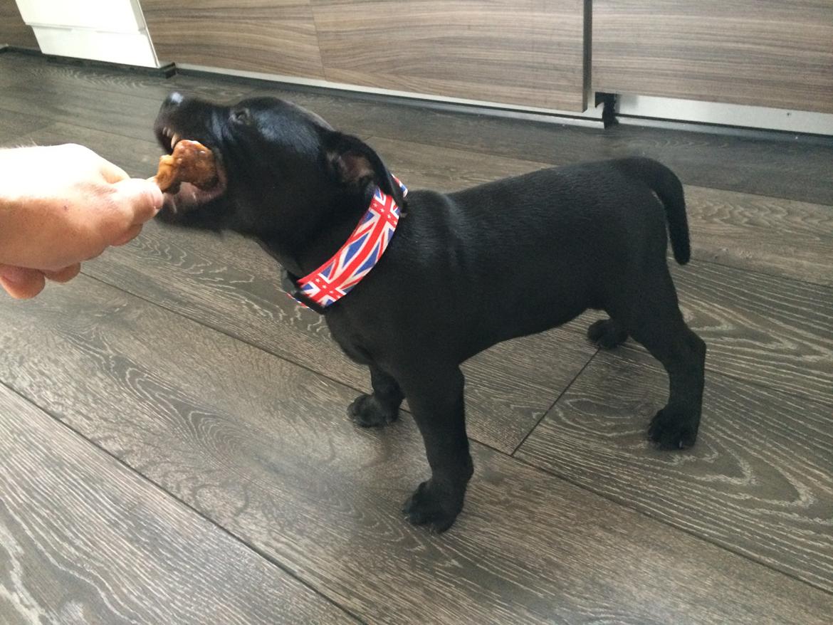 Staffordshire bull terrier Stakstons Lola Montez billede 18