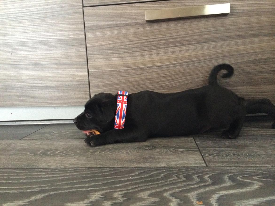 Staffordshire bull terrier Stakstons Lola Montez billede 19