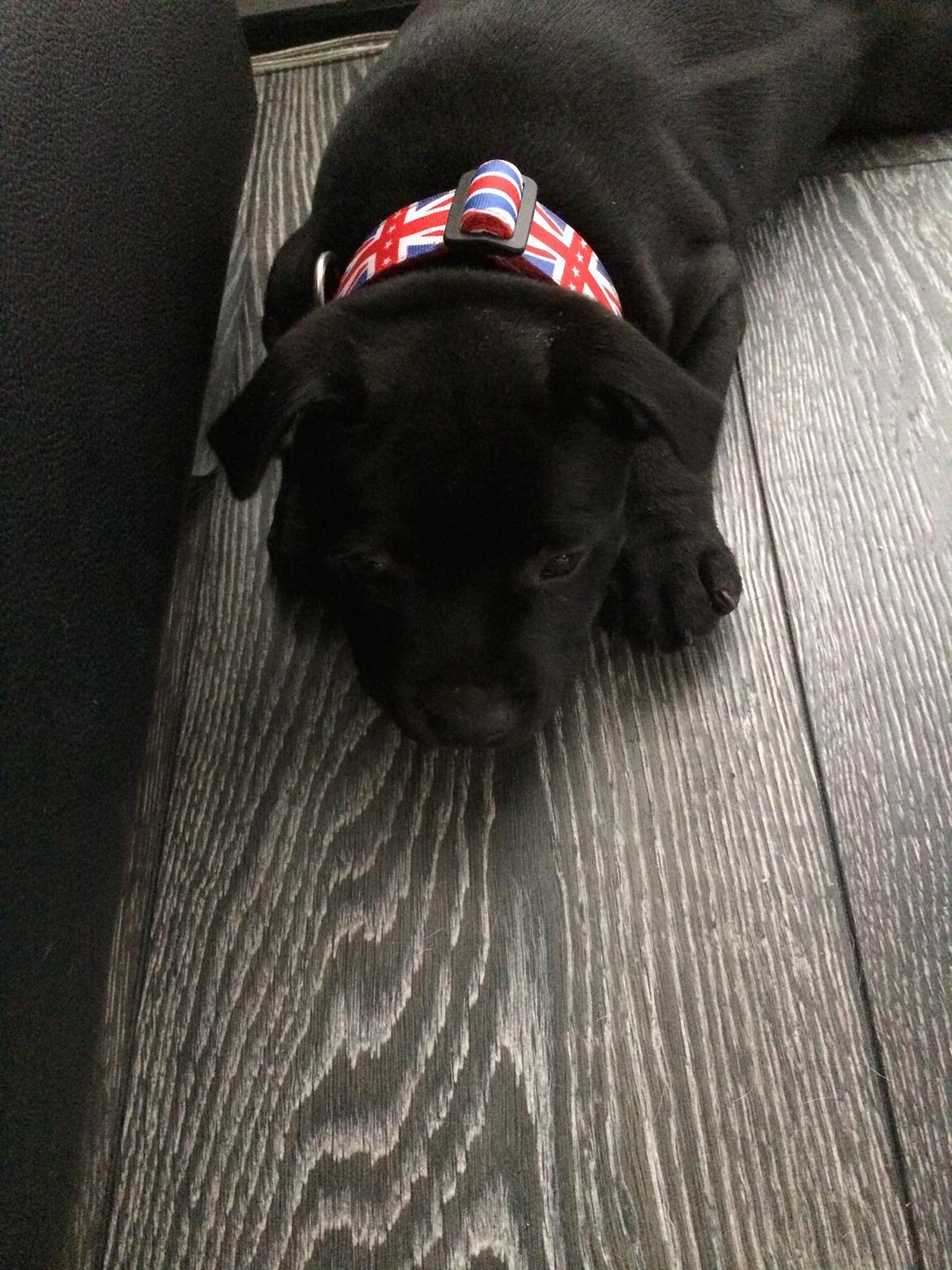 Staffordshire bull terrier Stakstons Lola Montez billede 20