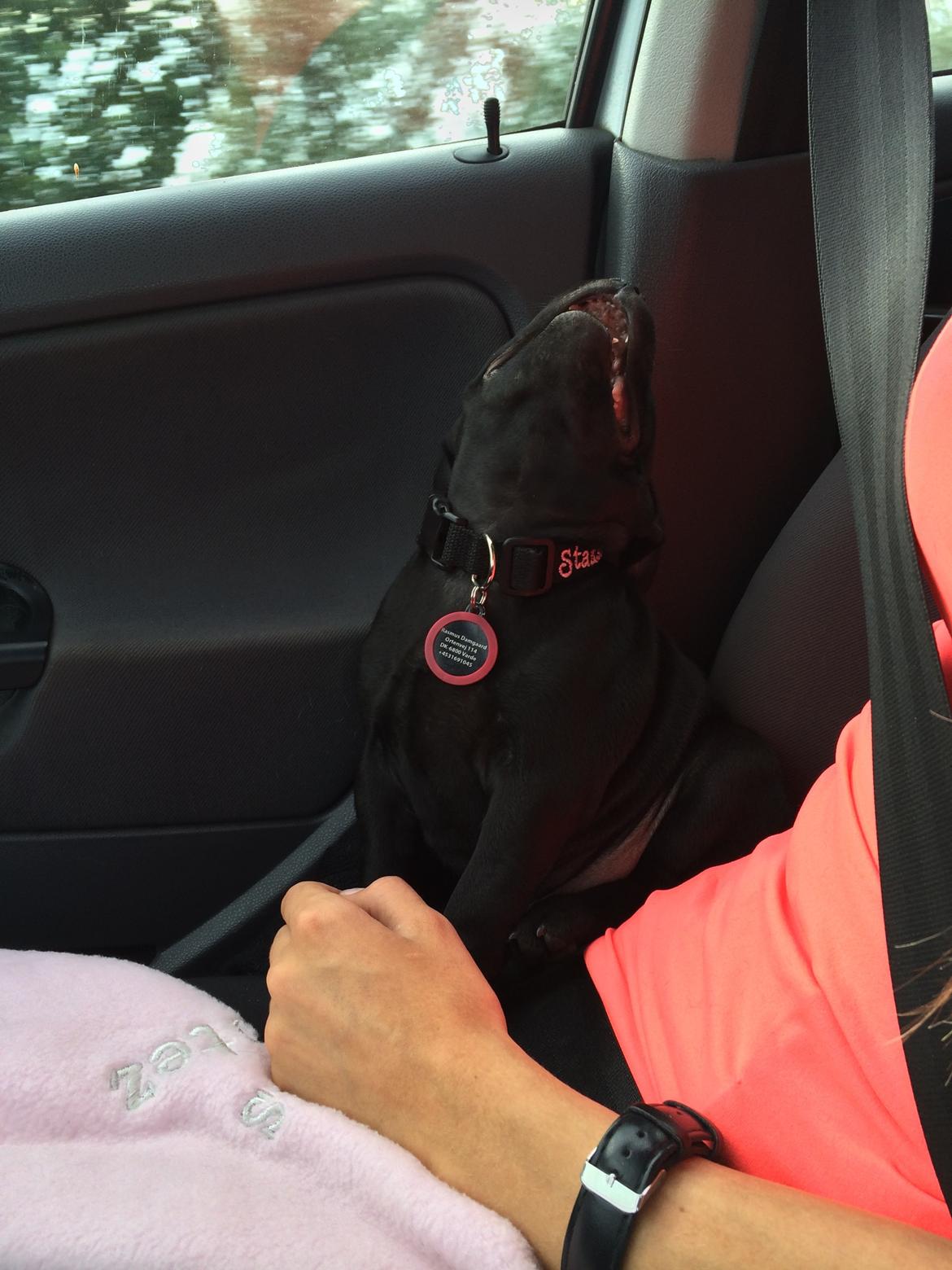 Staffordshire bull terrier Stakstons Lola Montez billede 16