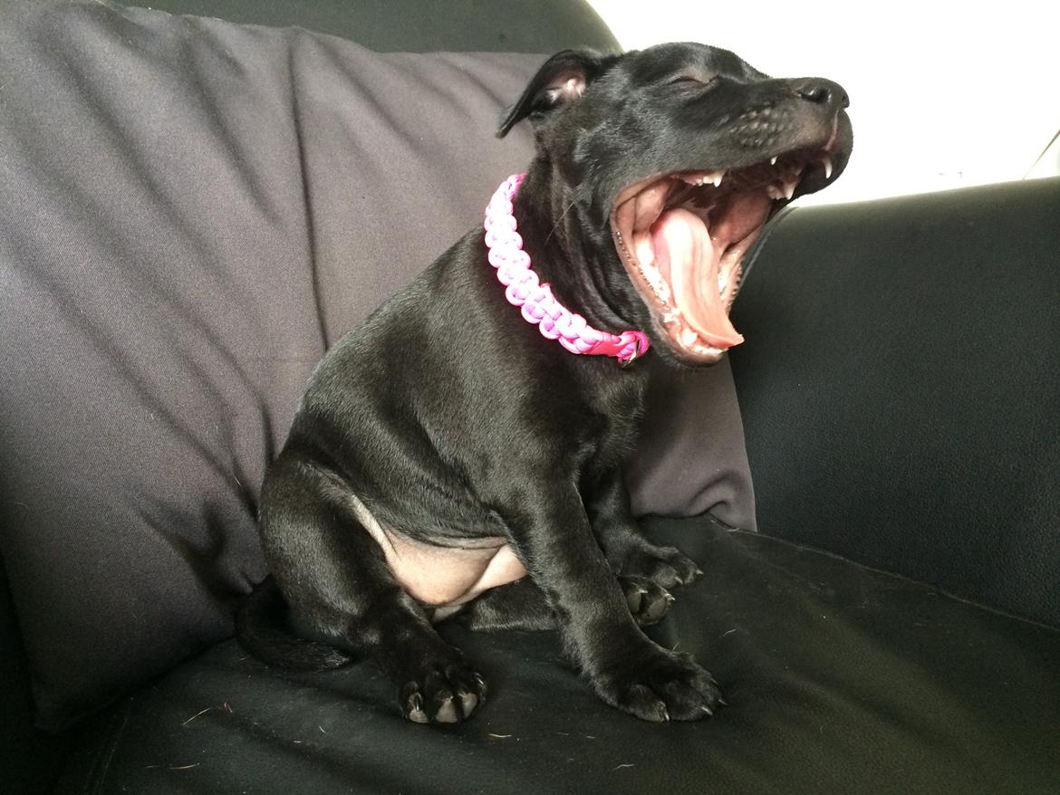 Staffordshire bull terrier Stakstons Lola Montez billede 22