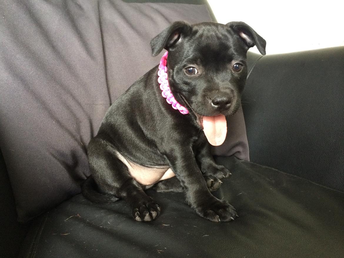 Staffordshire bull terrier Stakstons Lola Montez billede 21