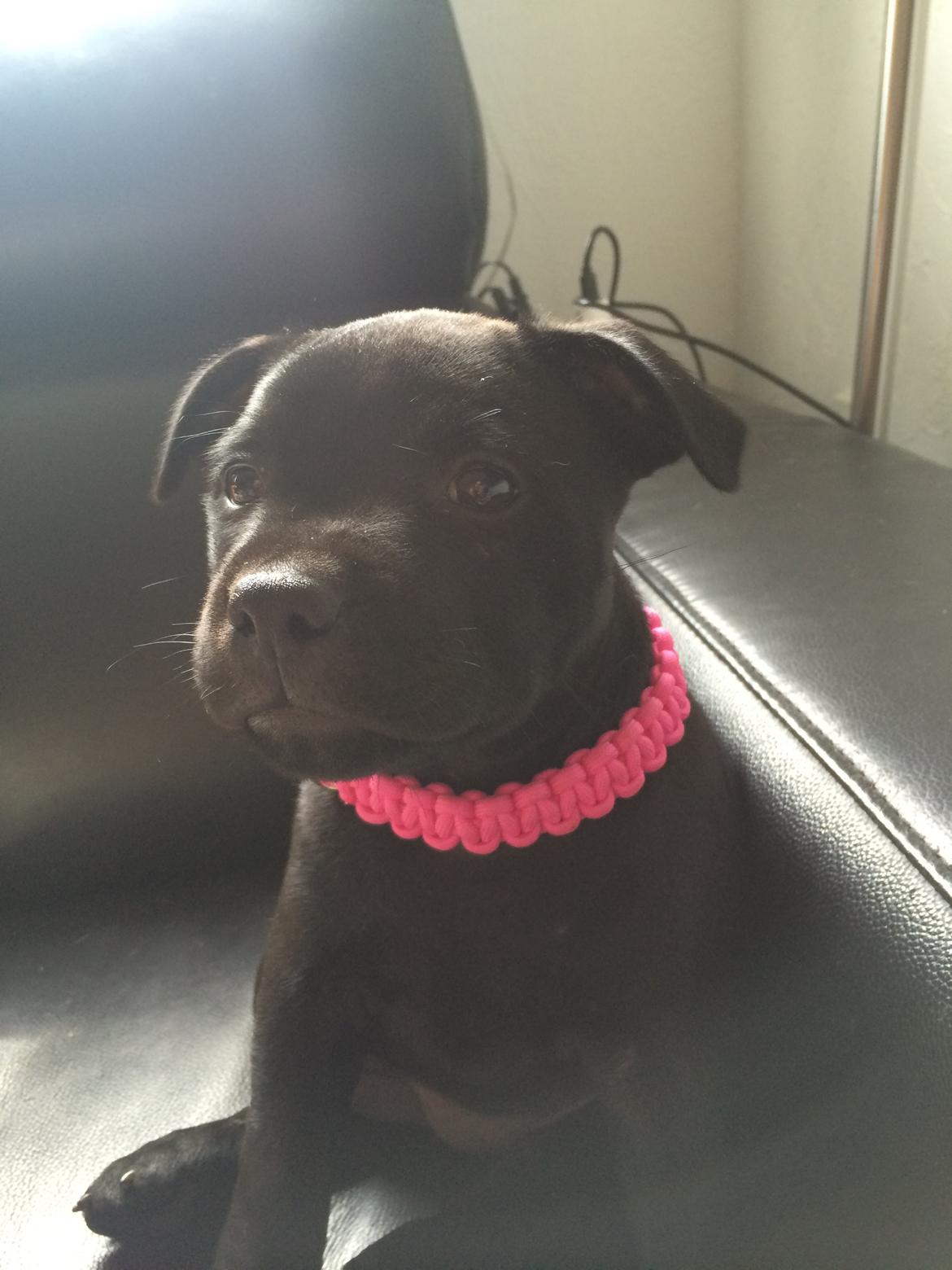 Staffordshire bull terrier Stakstons Lola Montez billede 24