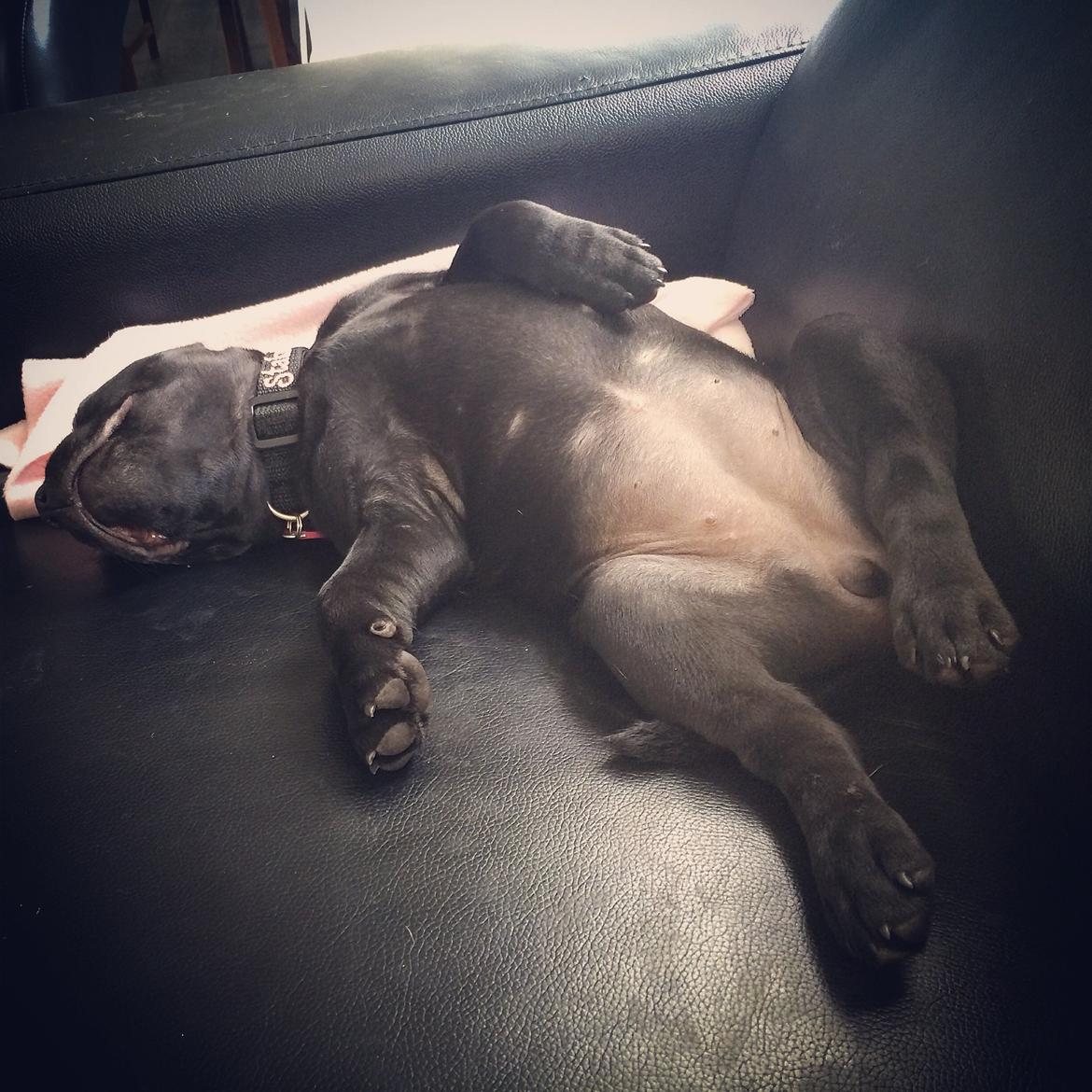 Staffordshire bull terrier Stakstons Lola Montez billede 25