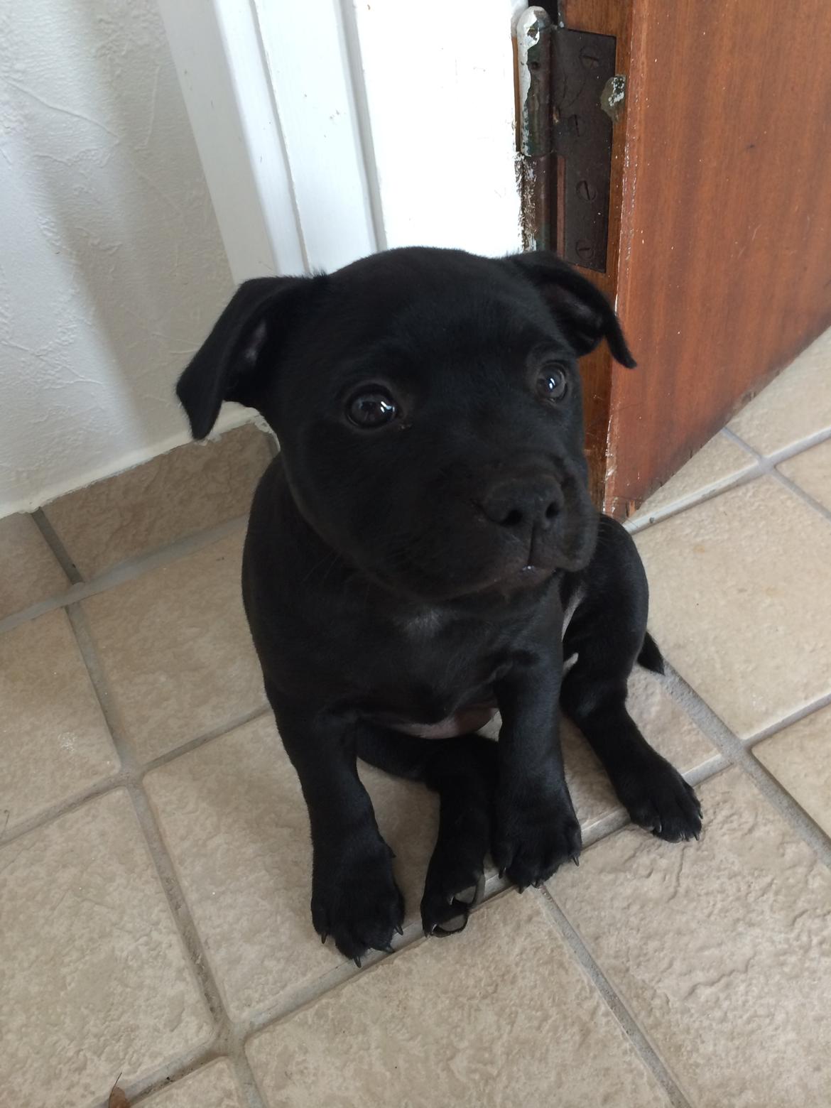 Staffordshire bull terrier Stakstons Lola Montez billede 26