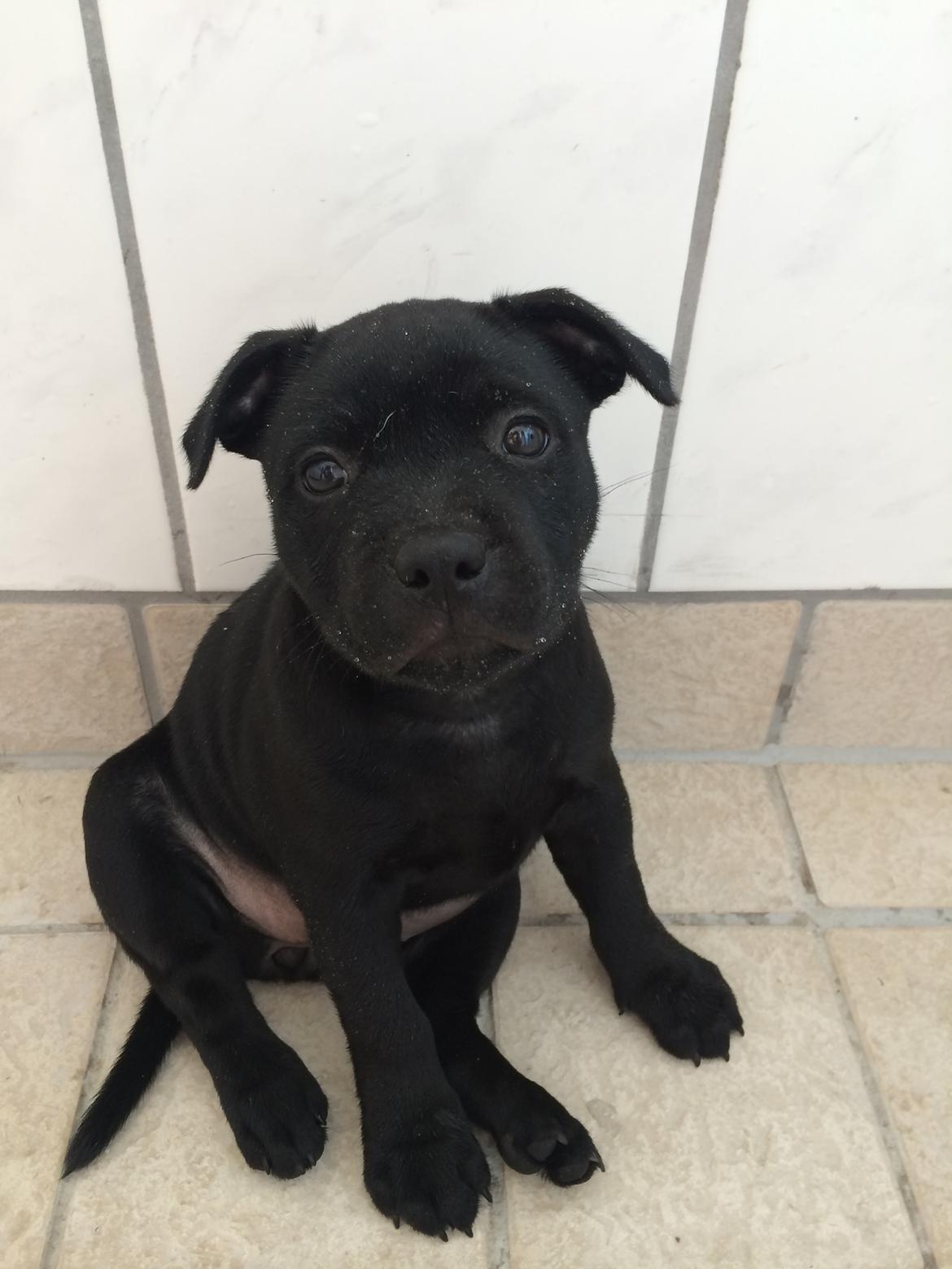 Staffordshire bull terrier Stakstons Lola Montez billede 27