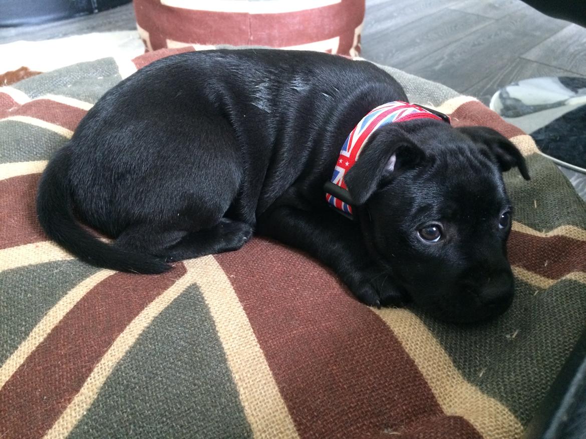 Staffordshire bull terrier Stakstons Lola Montez billede 28