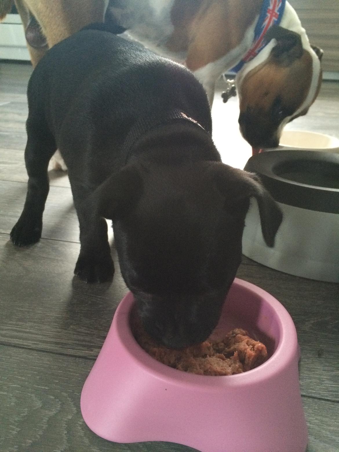 Staffordshire bull terrier Stakstons Lola Montez billede 30