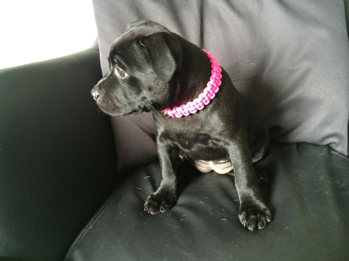 Staffordshire bull terrier Stakstons Lola Montez billede 23