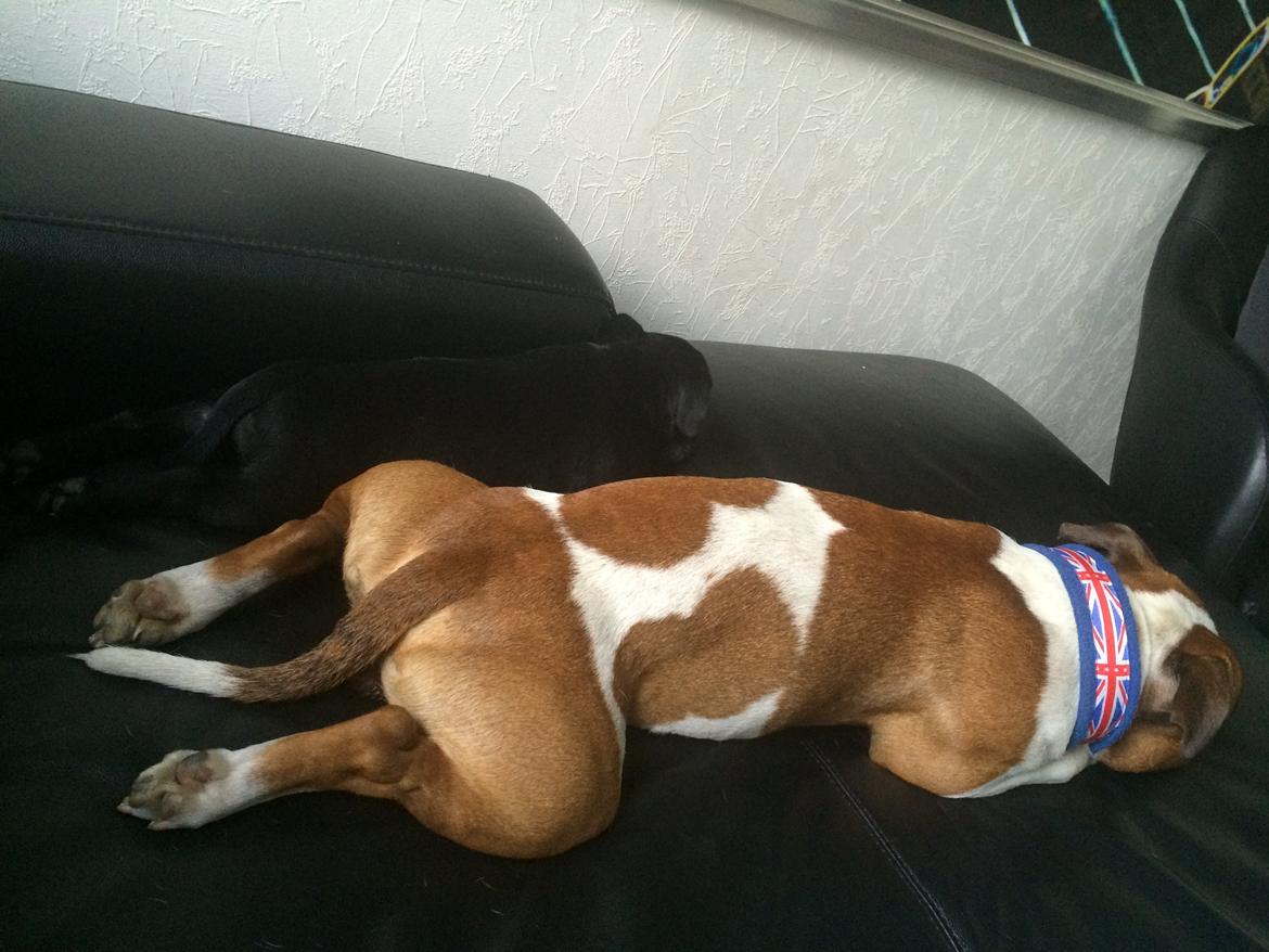 Staffordshire bull terrier Stakstons Lola Montez billede 32