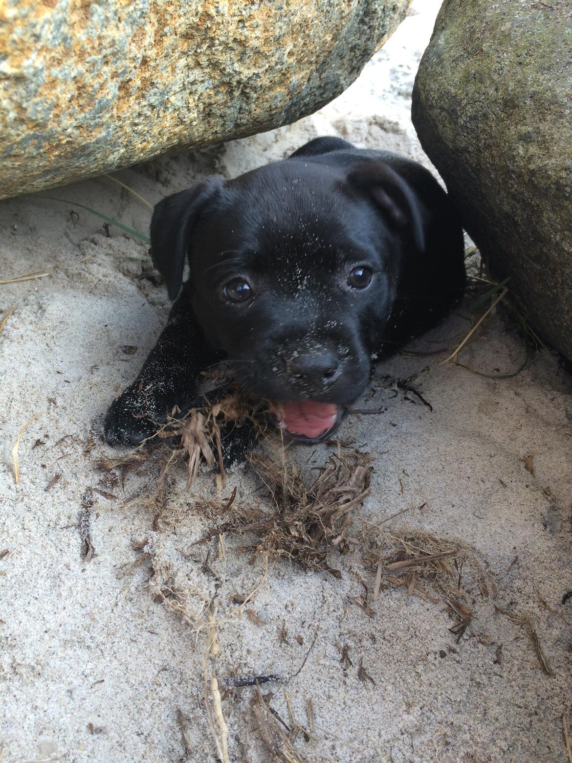 Staffordshire bull terrier Stakstons Lola Montez billede 9