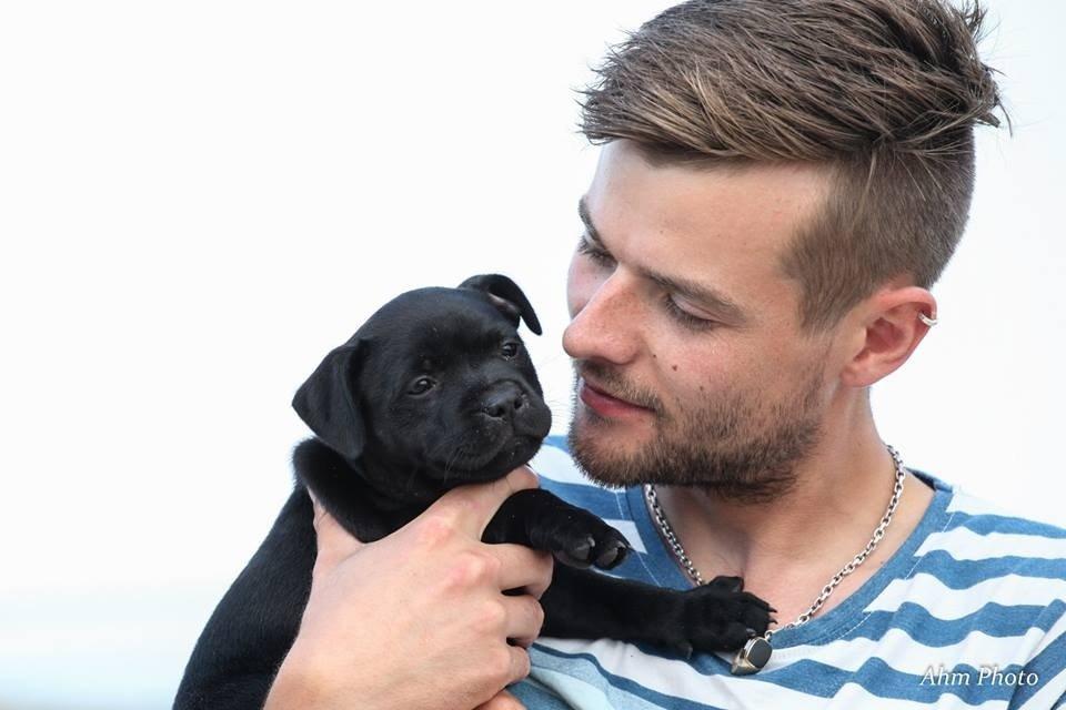 Staffordshire bull terrier Stakstons Lola Montez billede 1