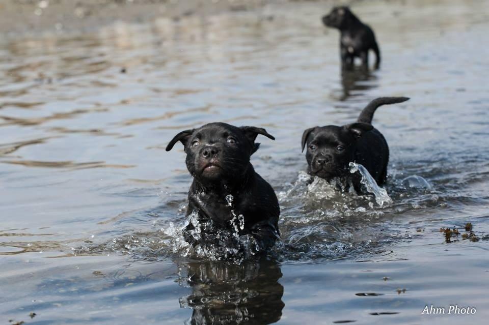 Staffordshire bull terrier Stakstons Lola Montez billede 7