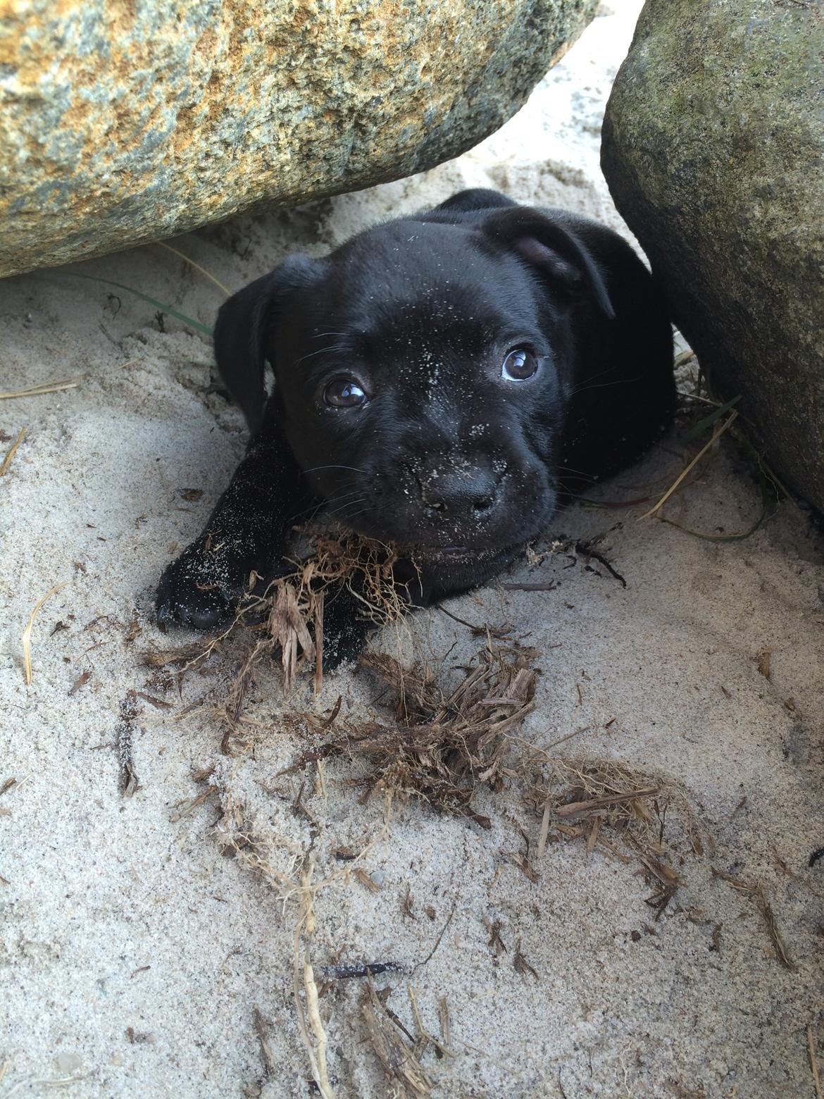 Staffordshire bull terrier Stakstons Lola Montez billede 8