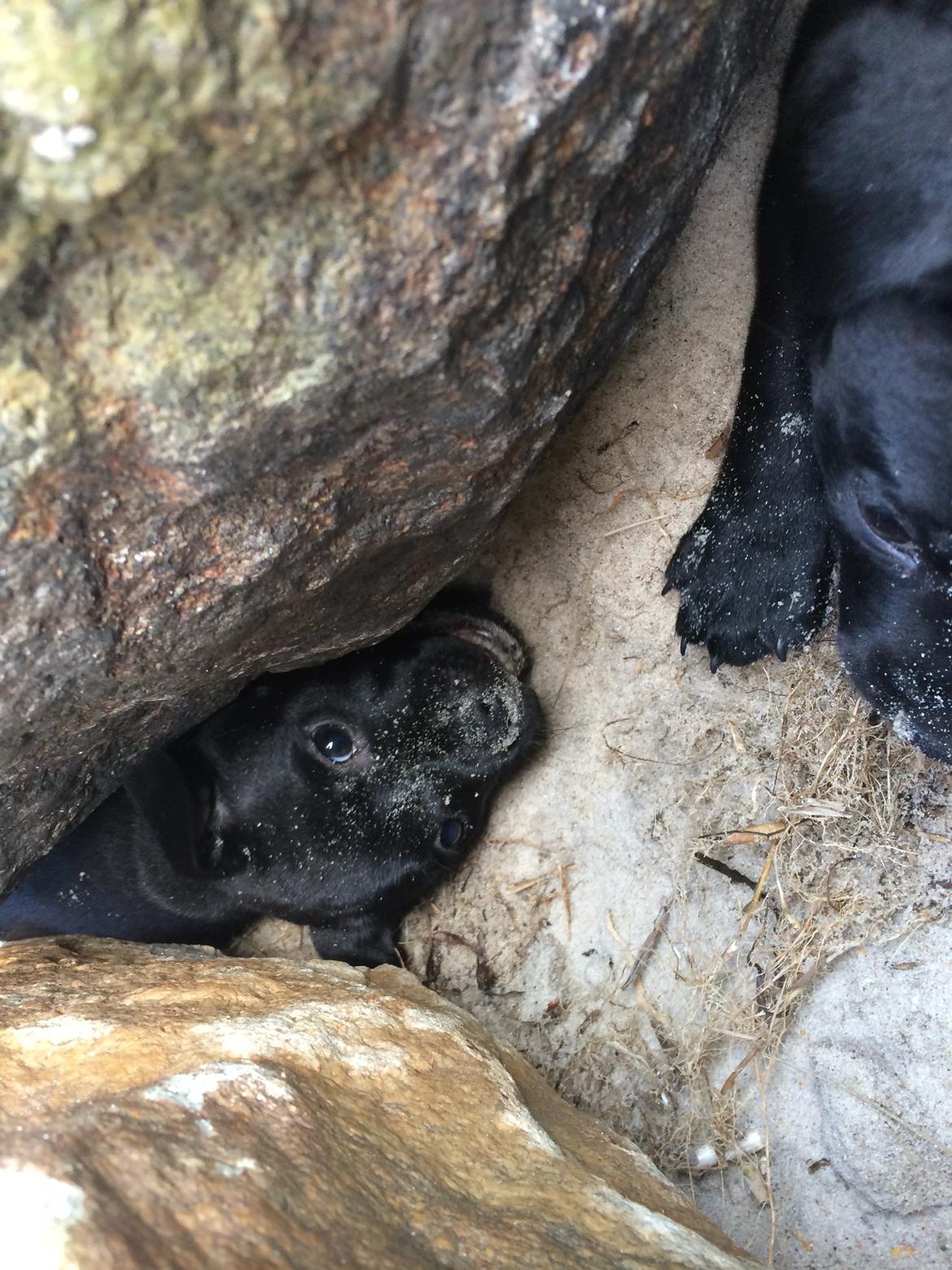 Staffordshire bull terrier Stakstons Lola Montez billede 14