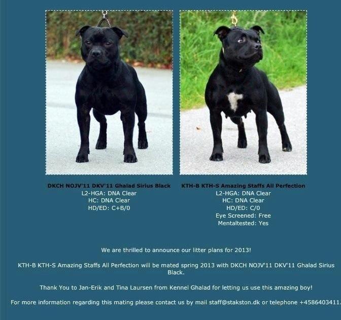 Staffordshire bull terrier Stakstons Lola Montez billede 3