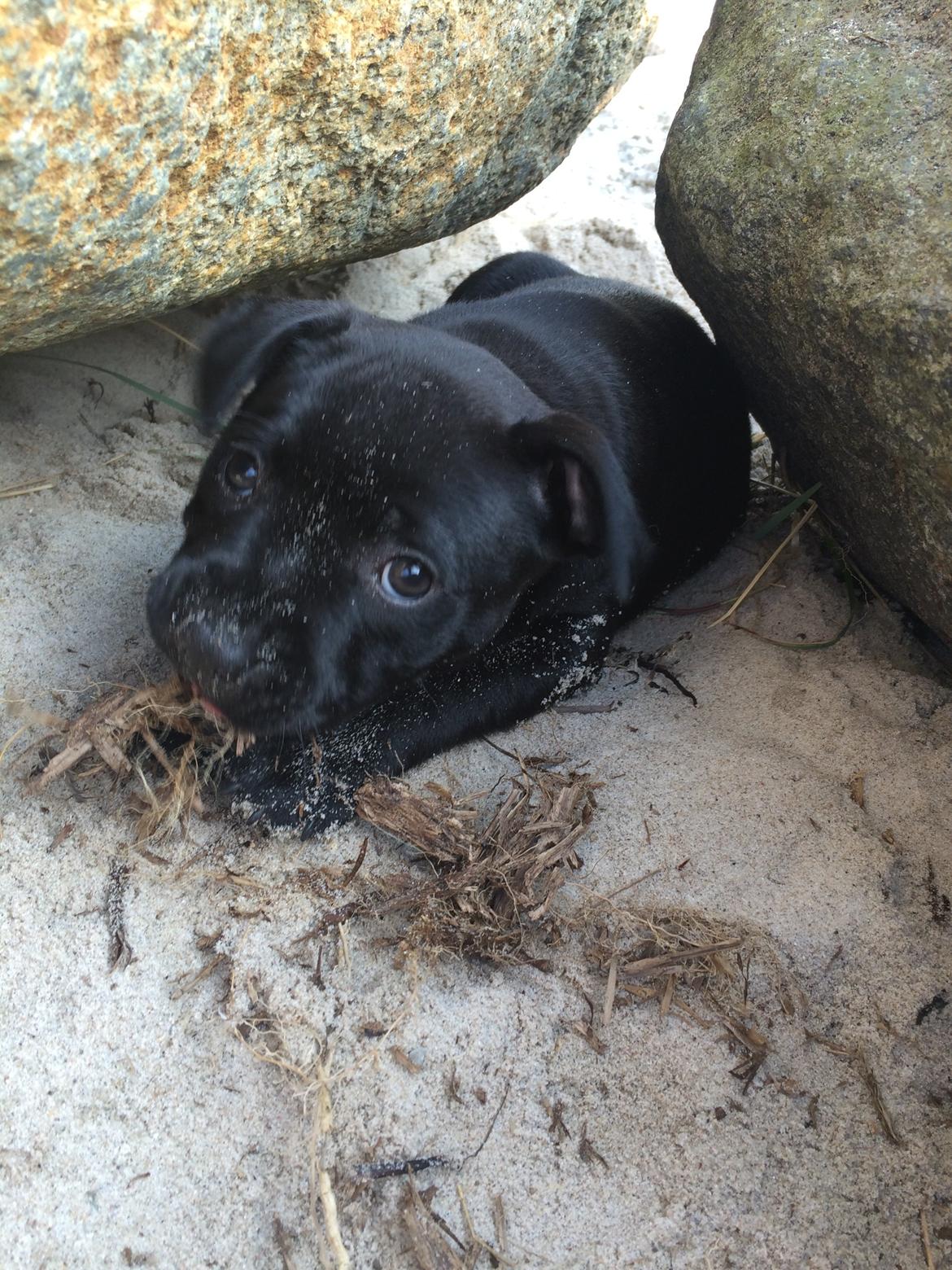 Staffordshire bull terrier Stakstons Lola Montez billede 11