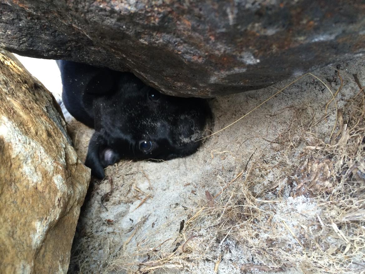 Staffordshire bull terrier Stakstons Lola Montez billede 13