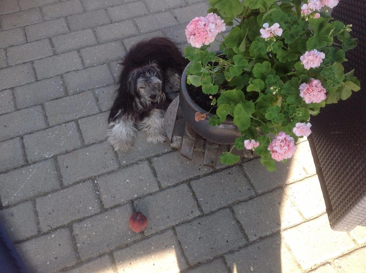 Chinese crested powder puff Pjuske billede 1