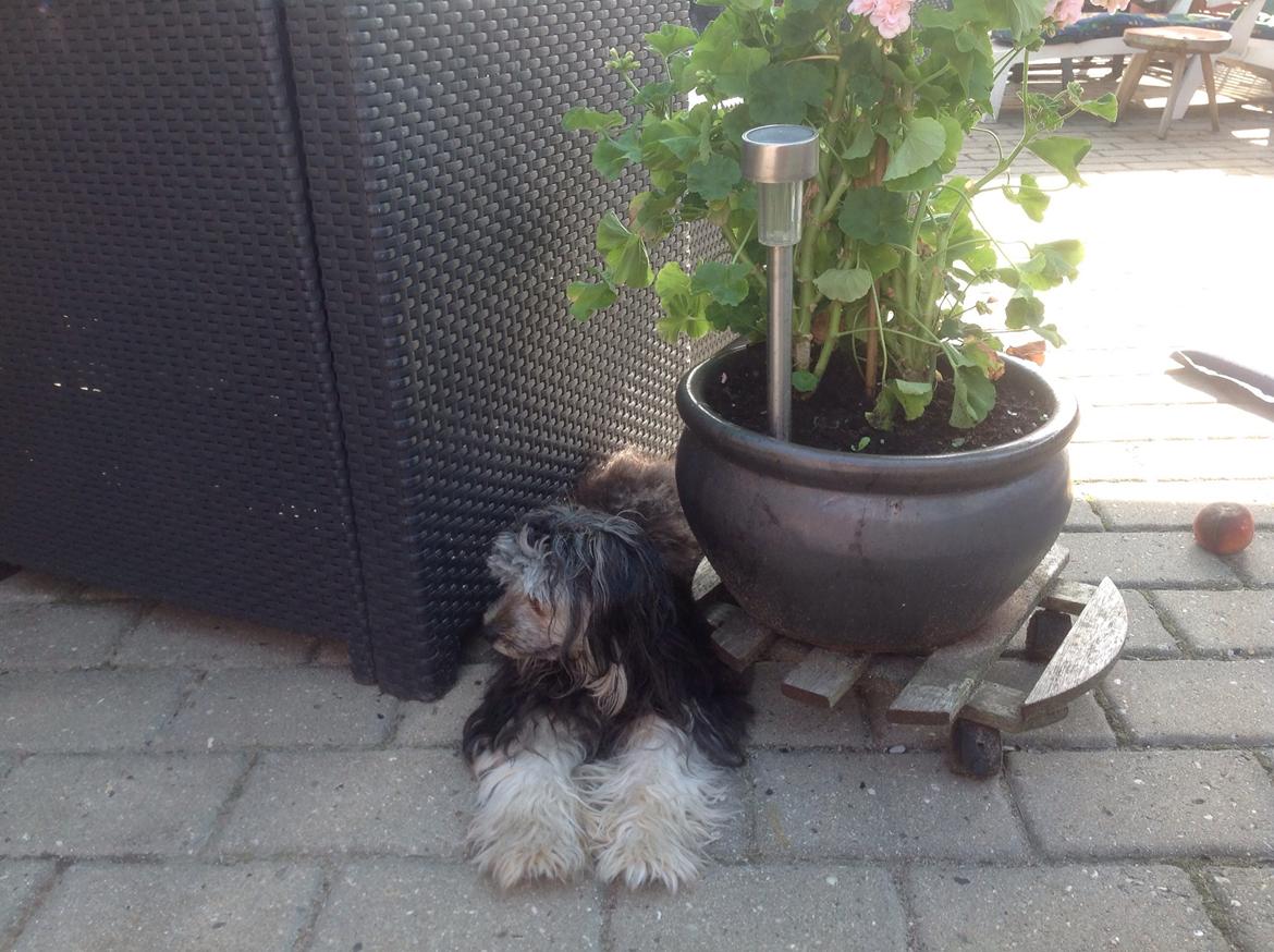 Chinese crested powder puff Pjuske billede 2