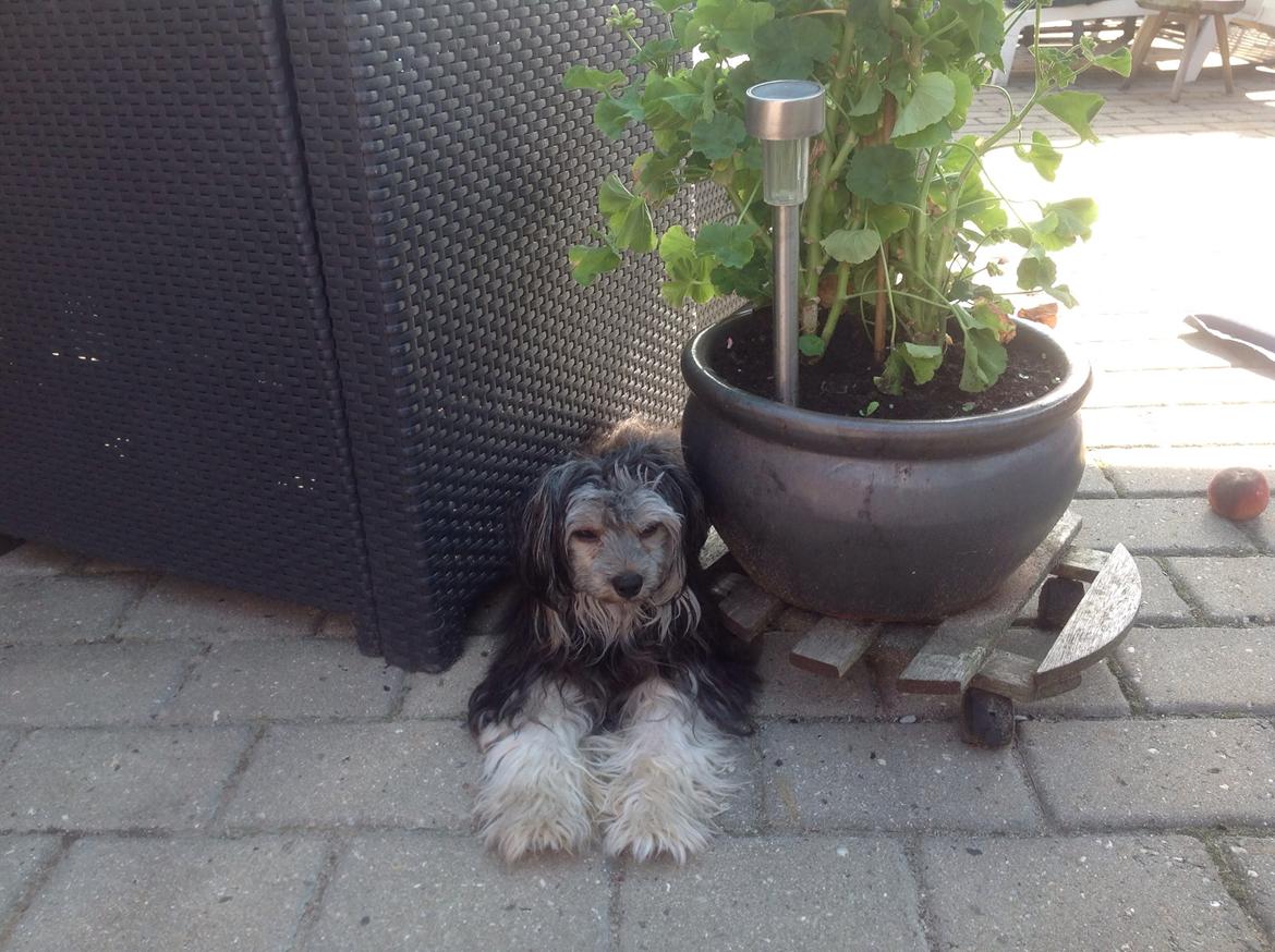 Chinese crested powder puff Pjuske billede 3