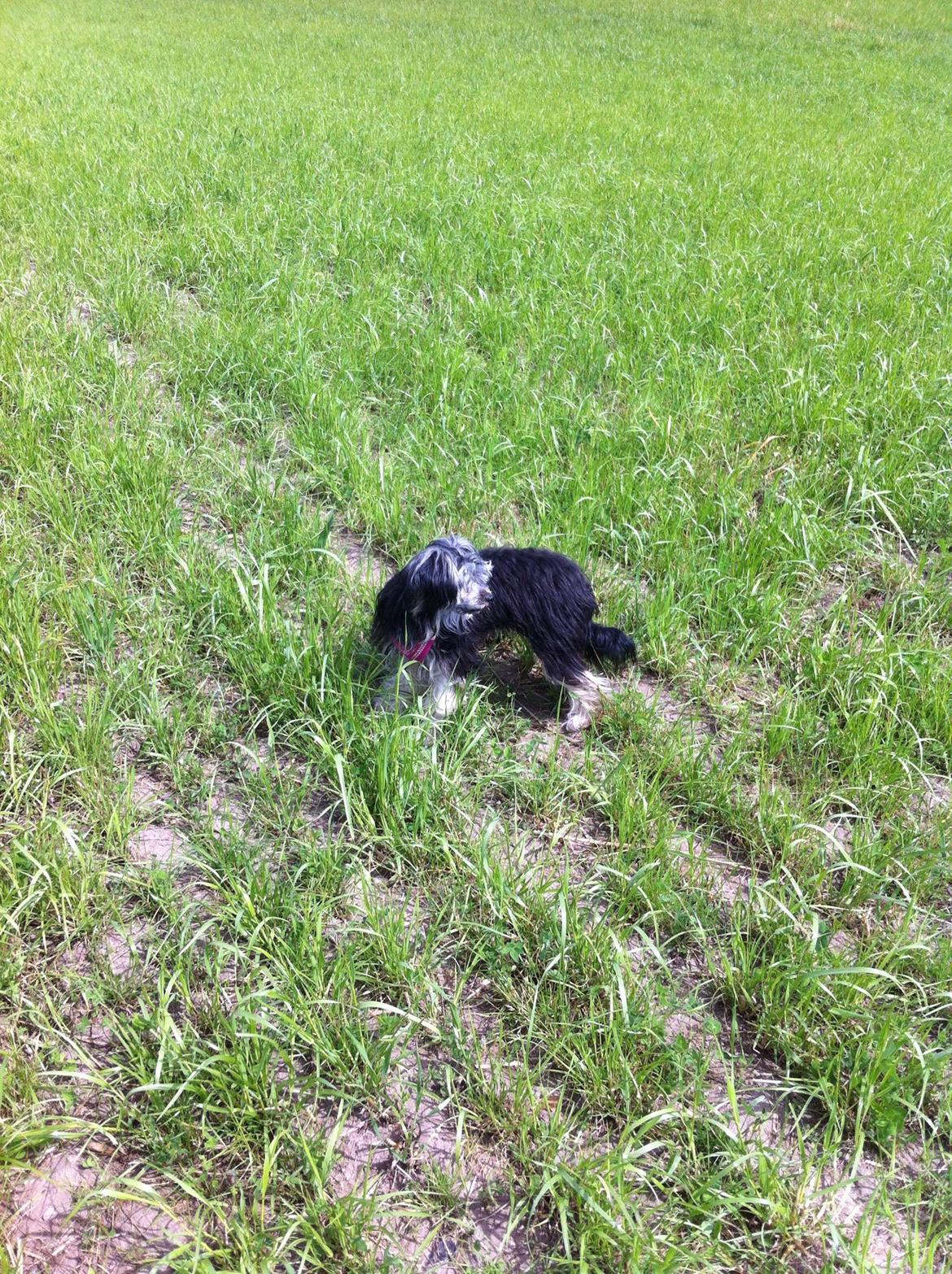 Chinese crested powder puff Pjuske billede 4