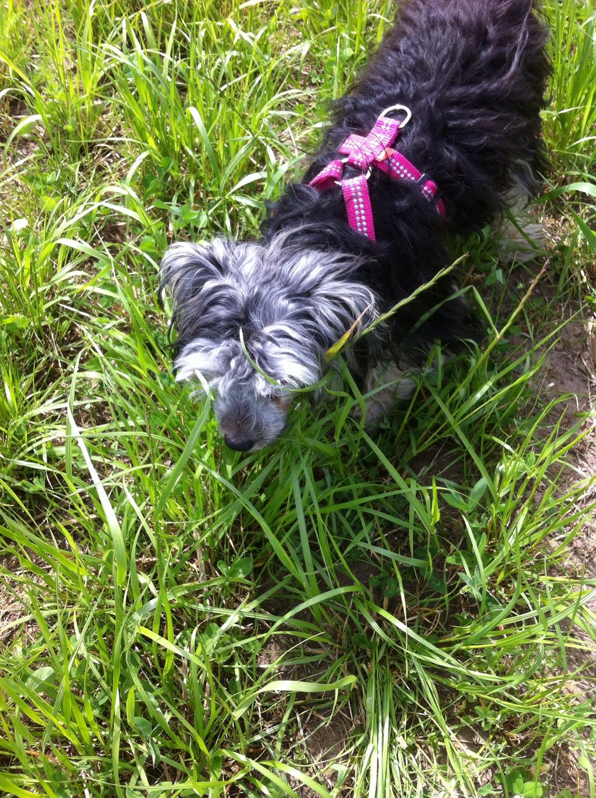 Chinese crested powder puff Pjuske billede 5