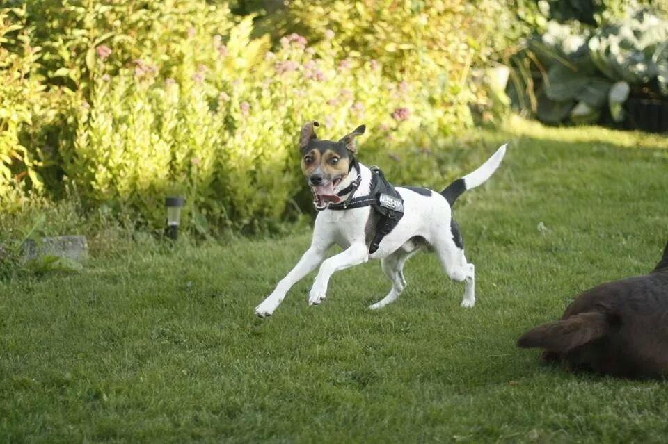 Dansk svensk gaardhund Brownie billede 1