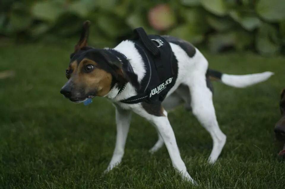 Dansk svensk gaardhund Brownie billede 2