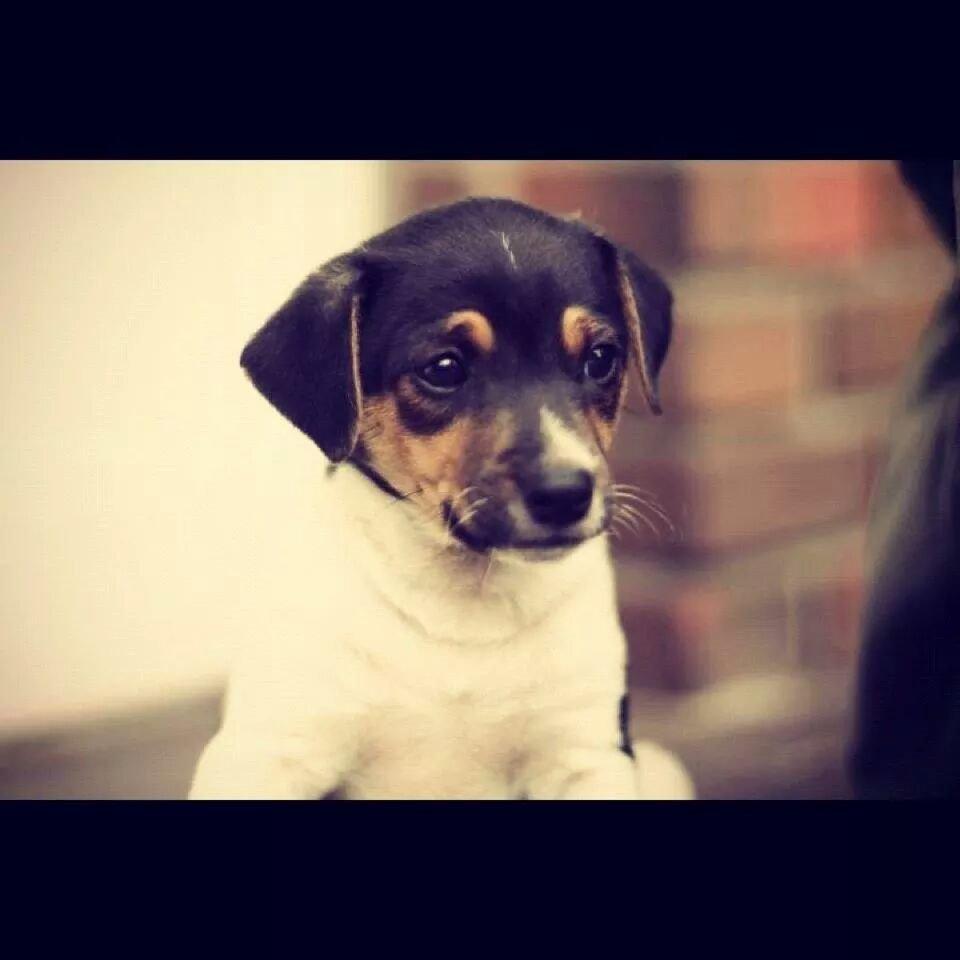 Dansk svensk gaardhund Brownie billede 3