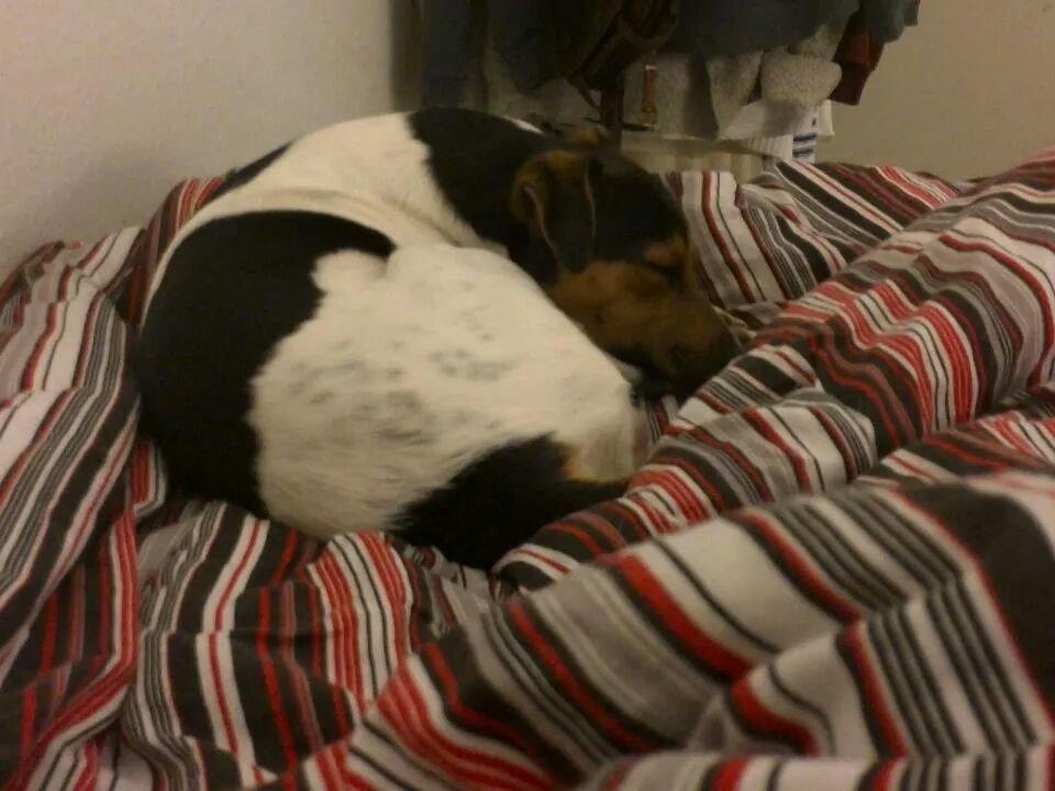 Dansk svensk gaardhund Brownie billede 4