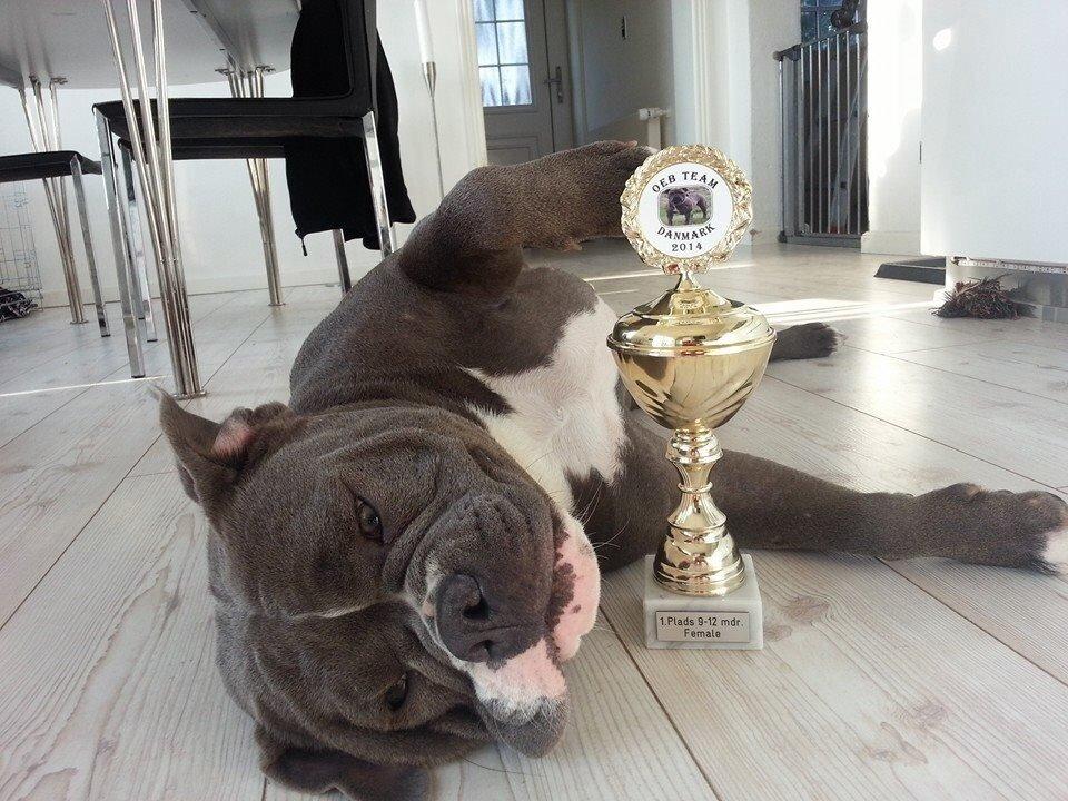 Olde english bulldogge GroovyBulls Marylin Monroe (Amiee) billede 19