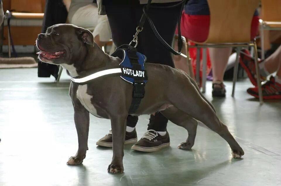 Olde english bulldogge GroovyBulls Marylin Monroe (Amiee) billede 20