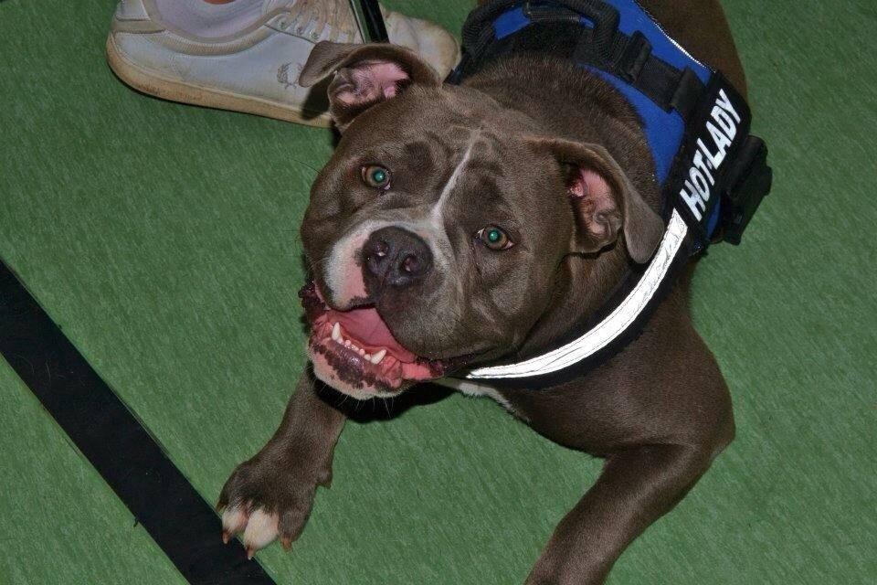 Olde english bulldogge GroovyBulls Marylin Monroe (Amiee) billede 21