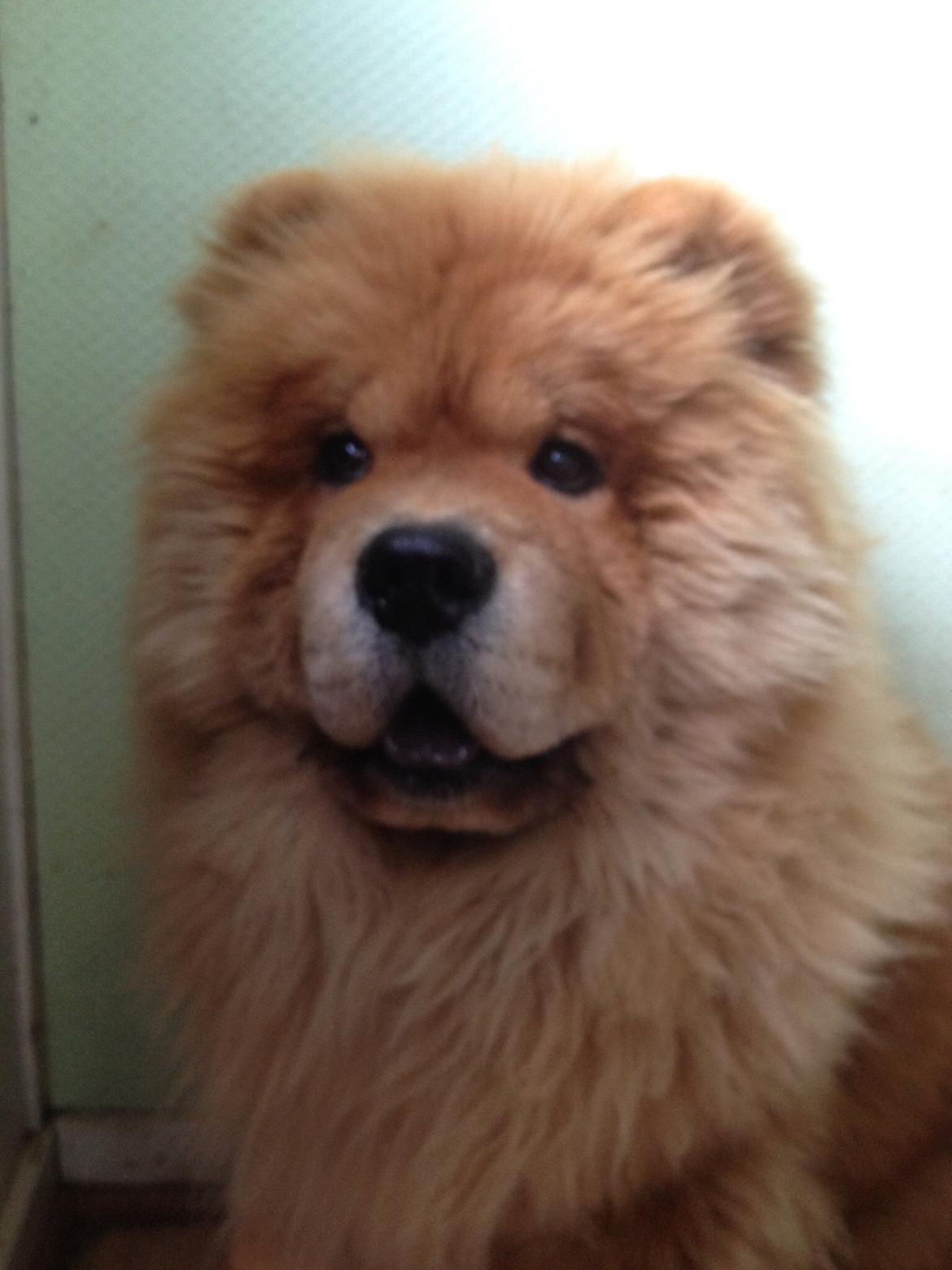 Chow chow Bastian billede 1