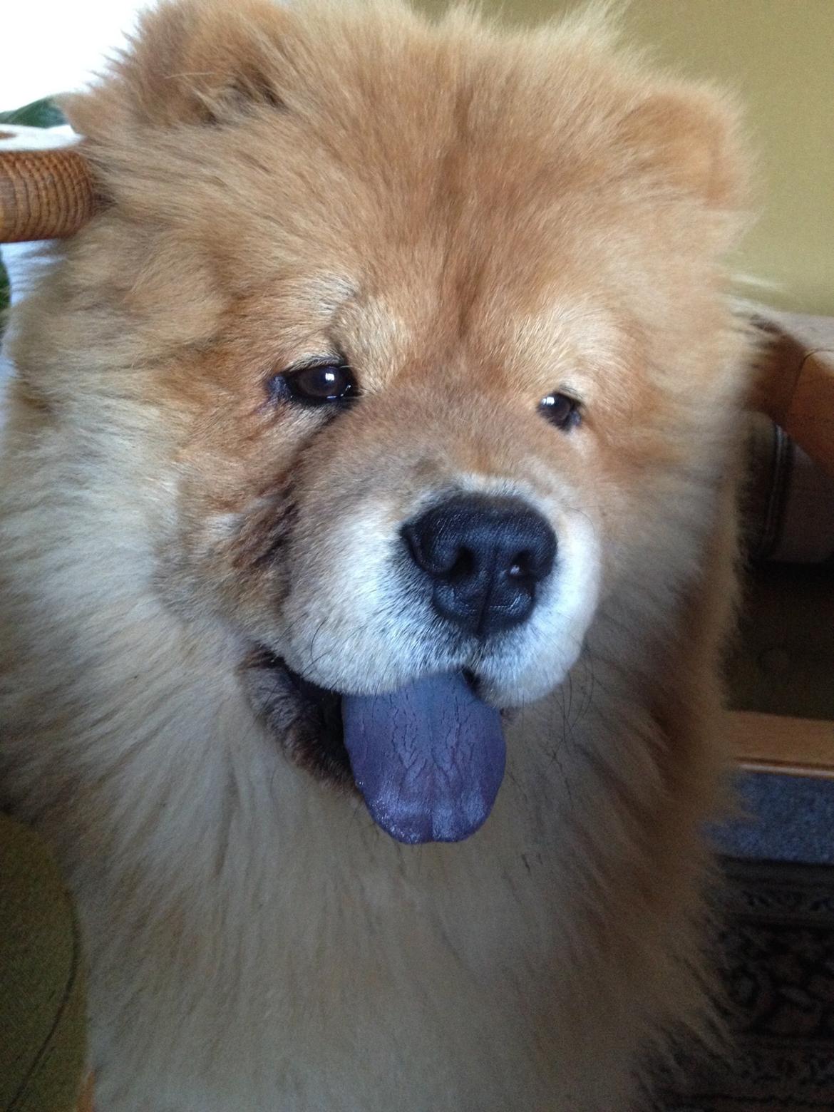 Chow chow Bastian billede 2