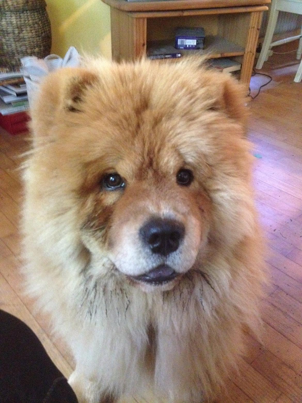 Chow chow Bastian billede 4