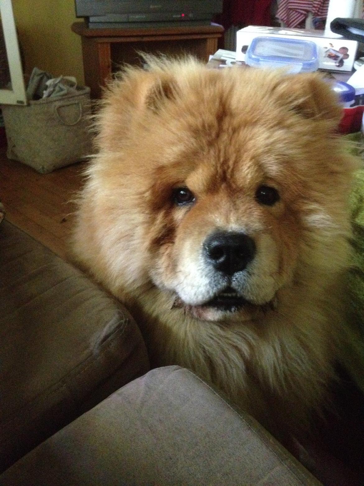 Chow chow Bastian billede 5