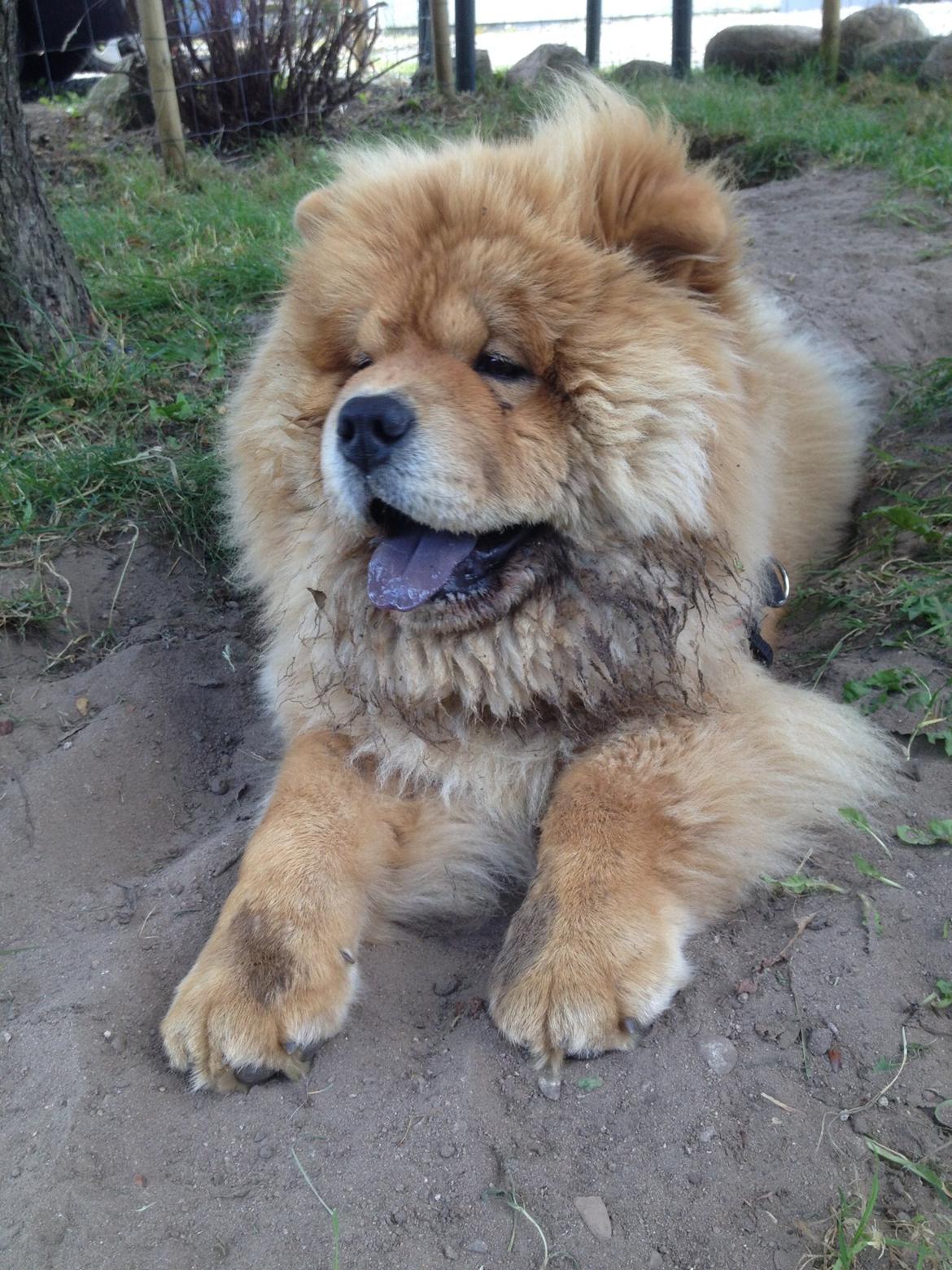 Chow chow Bastian billede 6