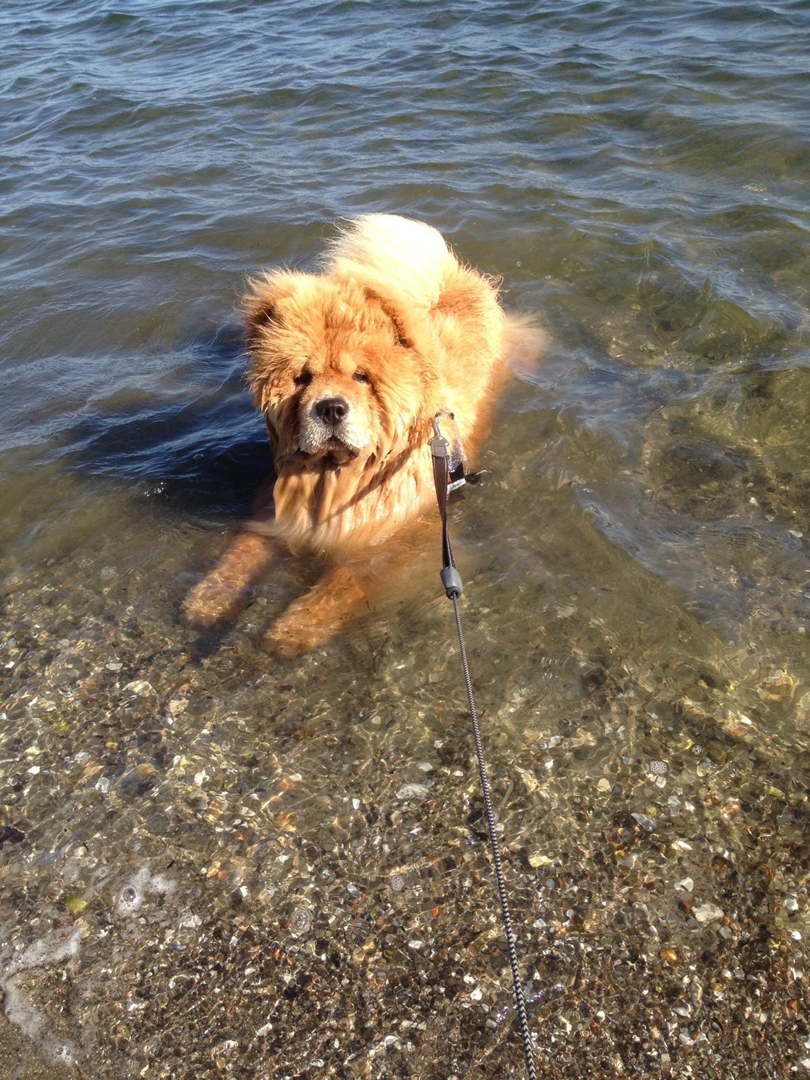 Chow chow Bastian billede 7